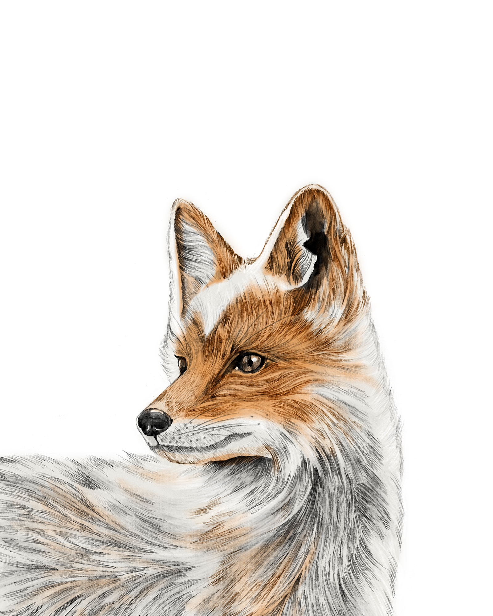 foxprintportrait8x10