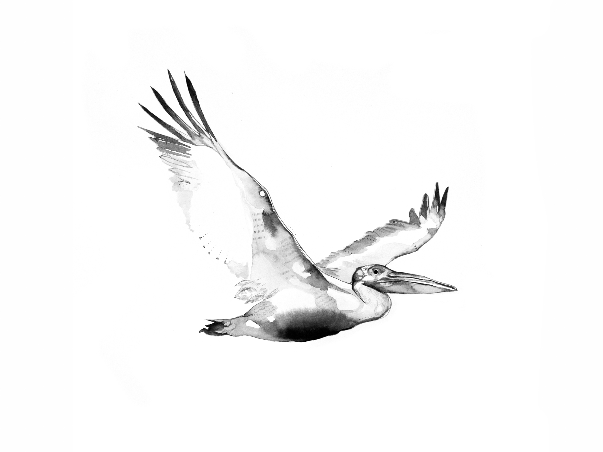 3-Bec_Kilpatrick_Illustration_Antlers_Wingspelican