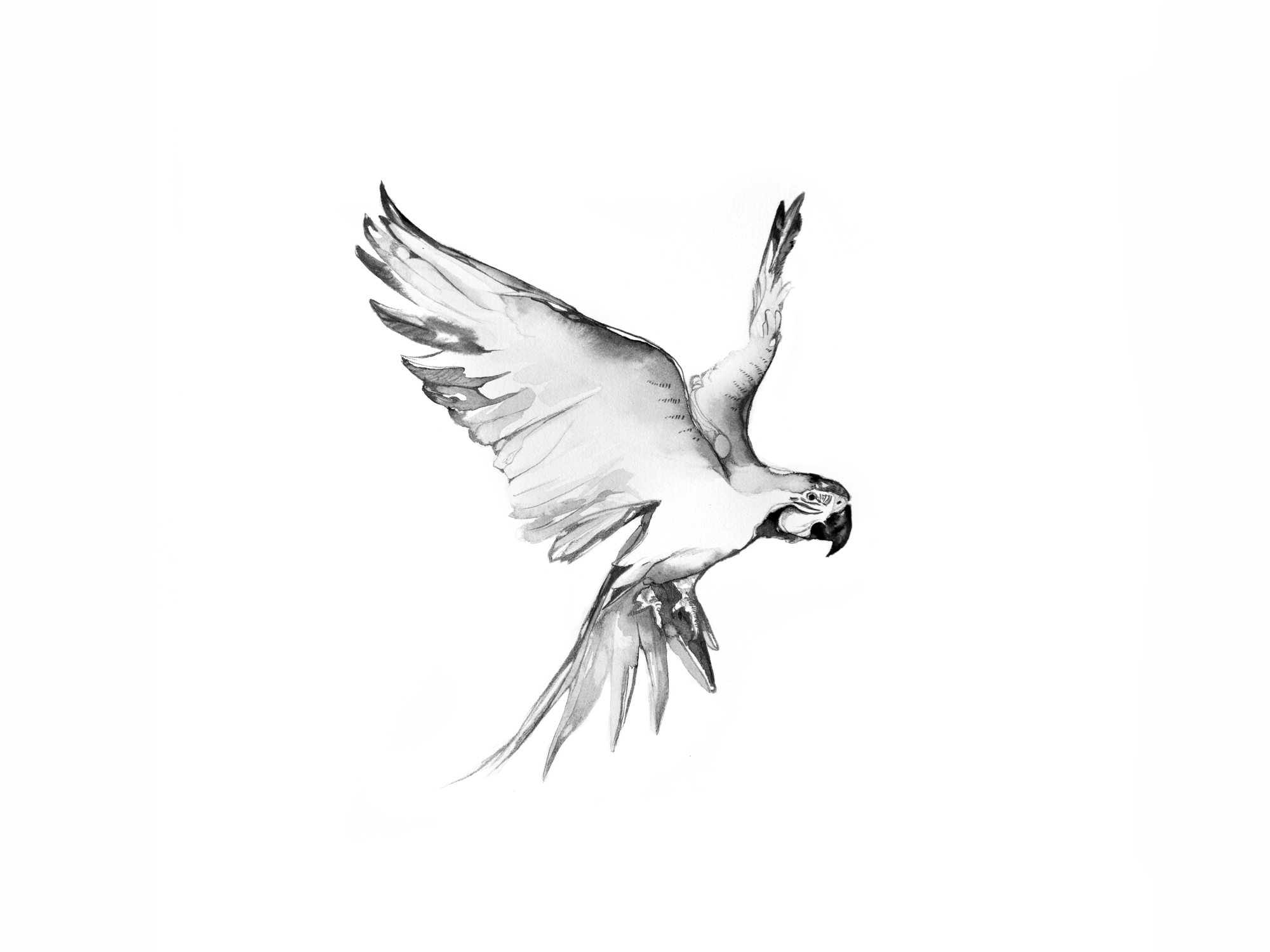 6-Bec_Kilpatrick_Illustration_Antlers_WingsPARROT
